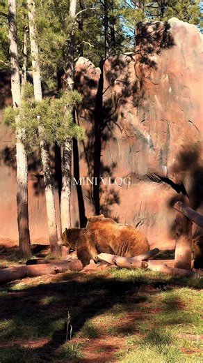Mini Vlog : Bearizona Wildlife Park #bear #az #vlog #zoo #mini