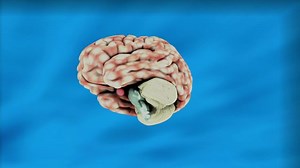 Brain, Education, Science. Free Stock Video