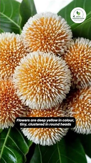 Why Lord Krishna Loved the Kadam Tree: Legends & Facts #kadam #tree #god #plantssparkjoy #plants