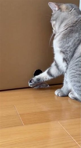 Something Is Inside That Box #cat #cats #shorts #ytshorts #catvideo
