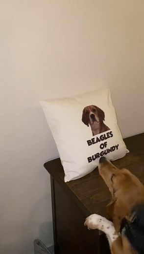 19K views · 2.7K reactions | Ce Beagle Libre est intrigué par cette...