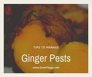 Ginger Pests: How Do These Insects Affect Your Ginger? Tips to control