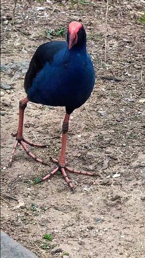 A Purple Swamphen foraging along the wetlands 🐦