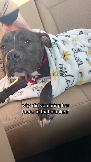 Crying Kangaroo Honey Incident