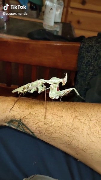 Simon pizer on TikTok