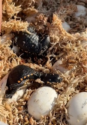 Tiny Snake Neck Turtle Hatchlings: Adorable Long-Neck Babies