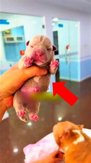 This BRAVE Dog Just Became a Mom for the First Time 🐶❤️ #shorts