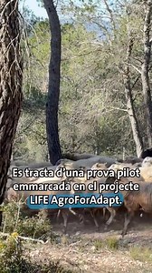 🐑🌳 Als boscos d’Aiguamúrcia han instal·lat un corral temporal per als ramats per afavorir la gestió forestal mitjançant la silvopastura. | La Provincia de Tarragona