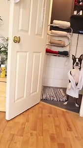 20K views · 868 reactions | The best Guard Dog   Tobythegentleman | Boston Terrier World | Facebook