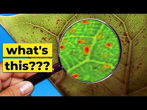 What are these RED SPOTS on my Fiddle Leaf Fig??