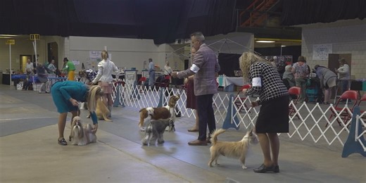 The Kennel Club Dog Show paws up at the Monument