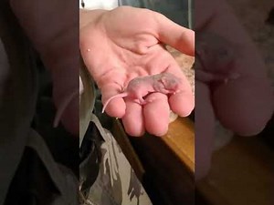 Dinner time for Legs! Watch as our legless lizard eats 4 furries!