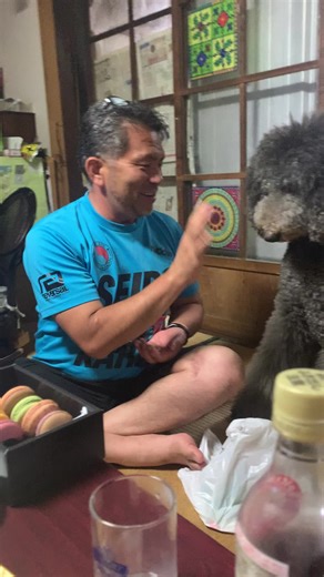 去年の今日バズった動画😌プッシュの人ですか？て言われるの増えた😂#おすすめ #🐩🐻🐾 #スタンダードプードル #ハシビロコウ #プッシュ #しゃい