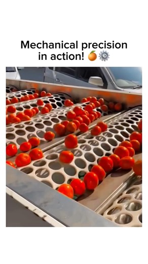 Satisfying Industrial Orange Sorting Machine📝