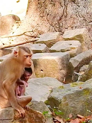 Beautiful Mom & baby Beautiful Animals Relaxing & Stress Relief