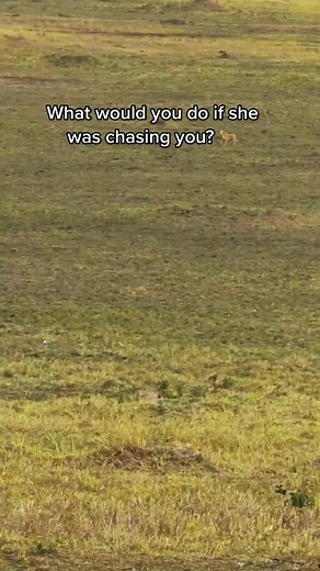 Unbelievable Cheetah Speed in the Wild