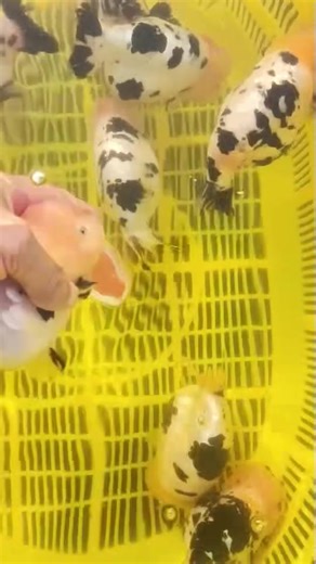 Understanding the Unique Cow Ranchu Goldfish