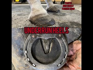 Hoof Restoration- Shoeing a Horse with Low Underrun Heels- Applying a Barshoe with Leather Pads