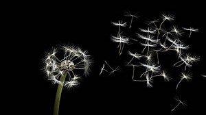 4k Dandelion Blowing Animation Slow Motion Stock Footage Video (100% Royalty-free) 10728149 | Shutterstock