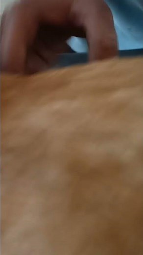 Swollen lymph nodes in Dog