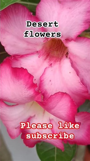 beauty of the desert flowers 💐