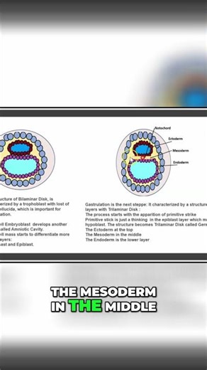 Silencing Ectoderm, Mesoderm, Endoderm: Neural Plaque! #shorts