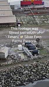 Often when we think about the impacts of animal agriculture, we tend to think about the lives of animals on the farm and in the slaughterhouse – but the impact of this industry is felt far beyond slaughterhouse gates. Excess amounts of phosphorous and nitrogen are known to cause ‘dead zones’ in coastal regions, depleting the oxygen in the water, and causing harmful algal blooms. Essentially, strangling all forms of life in the area. To truly honour our role as kaitiaki, the easiest step we can d