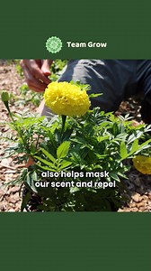 151K views · 1.7K reactions | How Marigolds Repel Mosquitoes Naturally  | Team Grow | Facebook