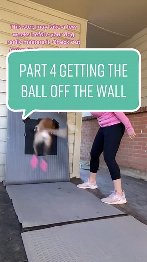 Training Flyball Box Turn - Exciting Ball Retrieval Practice