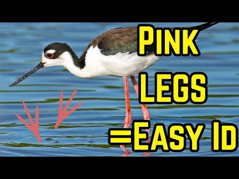 Shorebirds With Pink Flesh Colored Legs – Shorebird ID Explained