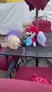 Dog sitting on the table. 🐕‍🦺♥️♥️ #puppy #cuteanimal