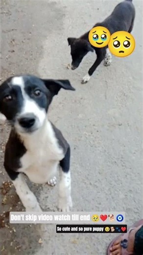 don't skip watch till end🥺❤🐕🧿 |so pure🥹🐕| #viralvideo #trending #dogshorts #petshub #streetdog #cute
