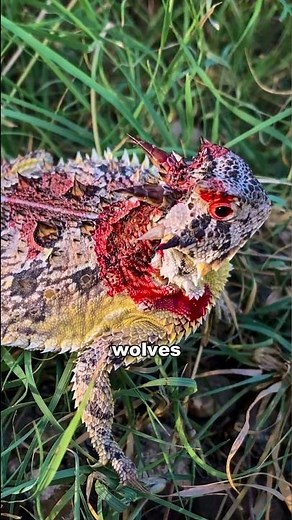 This Lizard Squirts Blood From It's Eyes