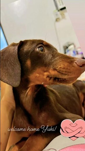 Doberman Ear Crop Transformation!Before vs After #doberman #dobermanpuppy #earcrop #dobermanpinscher