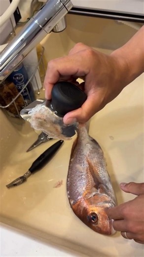 Why Aren't the Fish Scales Flying Everywhere?