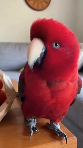 Parrot vs Everyday Problems #funny #parrot #lol | The Honest Parrot