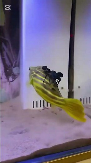 How does a fish attack its predatory crab? #crab #fish