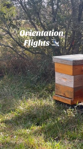 New honey bees mean first flights! This is called orientation flight. A honey bee's orientation flight is a crucial, short flight where young bees learn to navigate and memorize their hive's location and surroundings before they begin their main foraging duties. During these flights, which typically last 15-20 minutes, the bees fly in small circles and figure-eights, gradually increasing in altitude to map their home from different perspectives. This process allows them to recognize their hive e