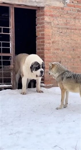Epic Winter Standoff: Alabay vs Two Wolves 🐺❄️