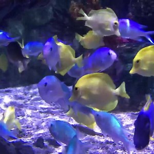 5.1K views · 97 reactions | Dive into fun at SEA LIFE Aquarium!  We're now open and can't wait to see you!  Buy your tickets & book your time slots here: https://www.legoland.com/sealifetickets/ | LEGOLAND California | Facebook