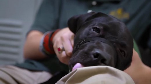 1.6K views · 131 reactions | It's time for a guide dog movie night!...