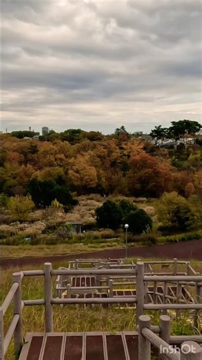 SILVER Grass Waves in Autumn JAPAN 🌾✨ Sayama Park #shorts 紅葉だけじゃない！一面のススキが美しい秋の公園