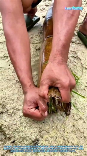 竹漁の技：自然の恵みを収穫する