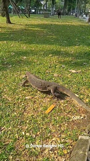 Lumphini Park-2 Asian water Monitor kertenkele'leri, tehdit gördüklerinde tehlikeli olabilirler.