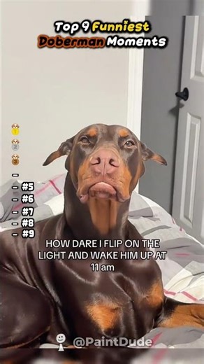 Top 9 Funniest Doberman Moments