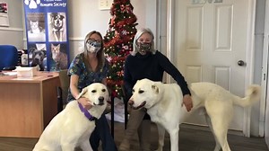 Charlie Brown and his sister Fluffy Mae are 2 year old fixed Akbash dogs. For those that aren’t familiar with Akbash dogs they are in the Great Pyrenees family. These two love each other and would do well if adopted together, but could also be adopted separately. The best fit for them would be a farm with room to run and the ability to be outdoors often. Their adoption fee is $200 each and they are fixed, micro-chipped and started on their vaccination schedule. Fluffy weighs 31 kg/68lbs and Char