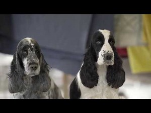 English Cocker Spaniel