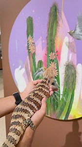 3.5K views · 104 reactions | Boomer 欄 Art Today, we showed Boomer some things he had never seen before! He got a grand tour of the Wild Side Gallery featuring art from Frank Gonzales, JenMarie Zeleznak, Jason Napier and Art Holeman. Visit the gallery from 9 a.m. - 1 p.m. every Thursday through Sunday! | Phoenix Zoo | Facebook