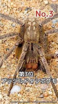 一瞬で命を奪う。最強の毒を持つ生物ランキング #雑学 #生物