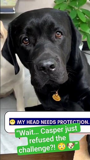 “Casper was brave… until he saw the brick.”😳🐶